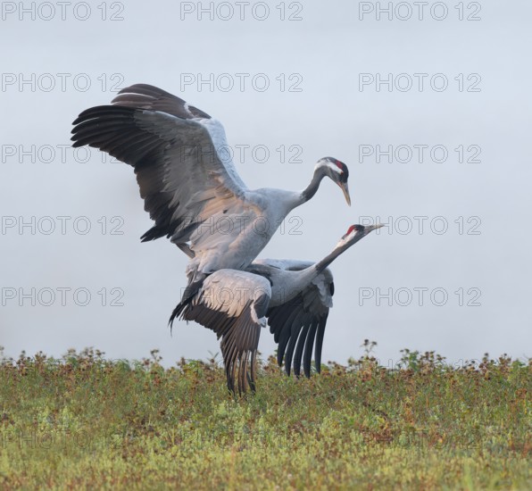 Crane (Grus grus), cranes near the copula, mating in a wetland, wetland, Lower Saxony, Germany