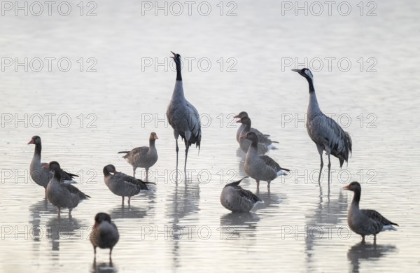 Cranes (Grus grus), cranes and gray geese (Anser anser) stand in the shallow water zone of a lake, haze, fog, Lower Saxony, Germany