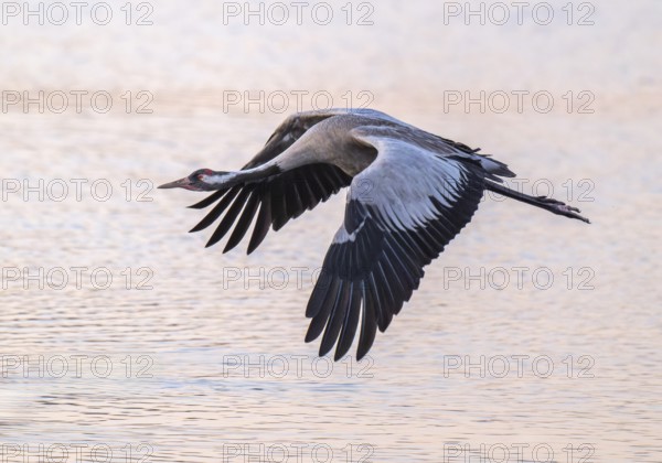 Crane (Grus grus) flying over a lake colored orange from warm morning light, Lower Saxony, Germany