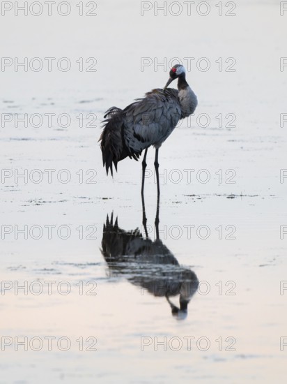 Crane (Grus grus) caring for plumage in the shallow water zone of a lake, Lower Saxony, Germany