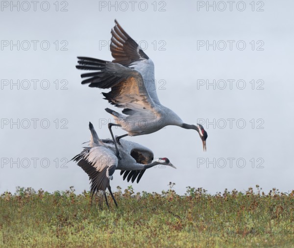 Crane (Grus grus), cranes just after copula, mating in a wetland, wetland, Lower Saxony, Germany
