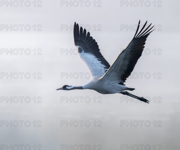 Crane (Grus grus) flying over a lake, fog, clouds of fog, Lower Saxony, Germany
