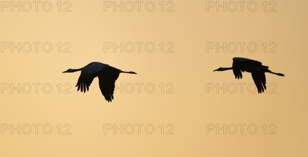 Crane (Grus grus), two cranes flying in the morning light against a warm orange sky, silhouettes, Lower Saxony, Germany