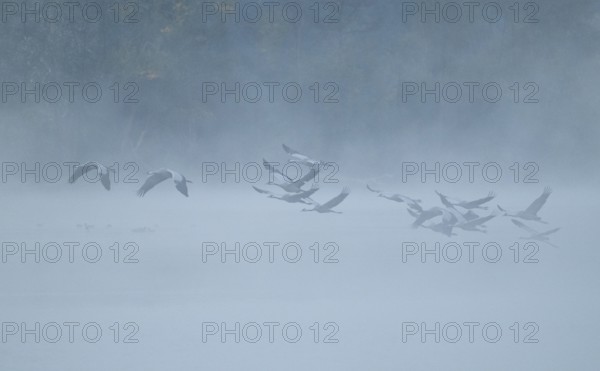 Crane (Grus grus), cranes flying over a lake, fog, clouds of fog, Lower Saxony, Germany