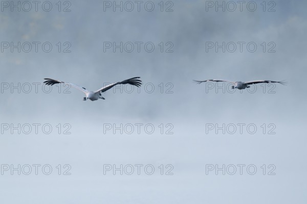 Crane (Grus grus) two cranes flying over a lake, fog, clouds of fog, Lower Saxony, Germany