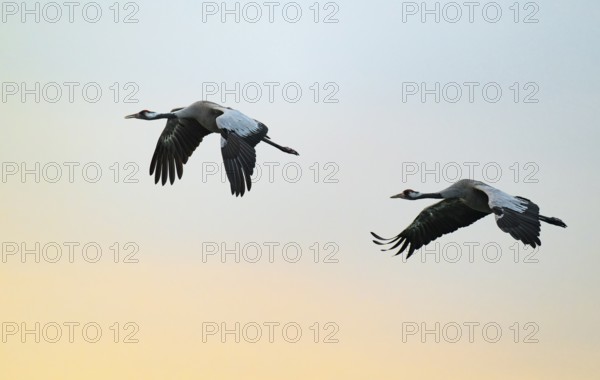 Crane (Grus grus), two cranes flying in the morning light against a warm orange sky, Lower Saxony, Germany