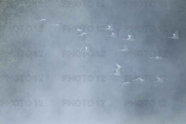Crane (Grus grus) flying in front of a forest, fog, clouds of fog, Lower Saxony, Germany