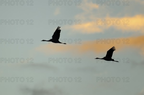 Crane (Grus grus) two cranes flying in the morning light against a blue sky with warm orange clouds, silhouettes, Lower Saxony, Germany