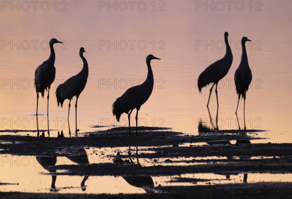 Crane (Grus grus), a group of cranes standing in the shallow water zone of a lake in warm, orange morning light, silhouettes, Lower Saxony, Germany