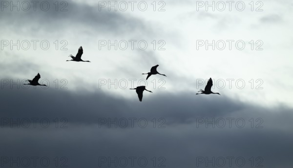 Crane (Grus grus), cranes flying against a bright sky with dramatic dark clouds, silhouettes, Lower Saxony, Germany