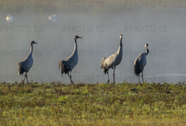 Crane (Grus grus), four cranes standing on a wet meadow in a wetland in front of a body of water, Lower Saxony, Germany