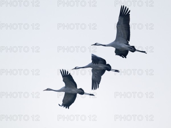 Crane (Grus grus), three cranes flying against a bright sky, Lower Saxony, Germany