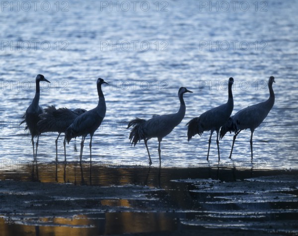 Crane (Grus grus), a group of cranes standing early in the morning in the shallow water zone of a lake, Lower Saxony, Germany