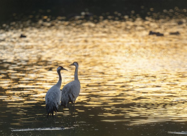 Crane (Grus grus), two cranes standing in the shallow water zone of a lake in warm, orange morning light, Lower Saxony, Germany