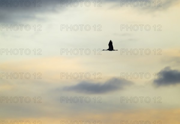 Crane (Grus grus) two cranes flying in the morning light against a blue sky with warm orange clouds, silhouette, Lower Saxony, Germany