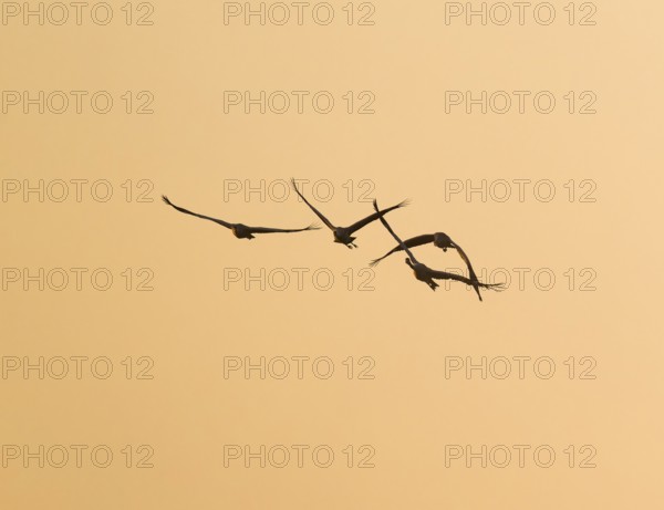Crane (Grus grus) Cranes flying against a warm orange sky in the morning light, silhouettes, Lower Saxony, Germany