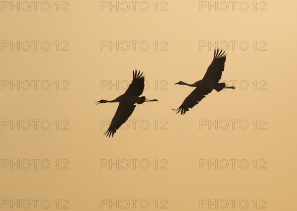 Crane (Grus grus) two cranes flying in the morning light against a warm orange sky, silhouettes, Lower Saxony, Germany