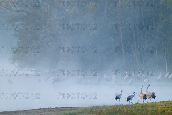 Crane (Grus grus), cranes stand on a wet meadow and in the shallow water of a lake, two cranes call, forest in the back, morning fog, clouds of fog, Lower Saxony, Germany