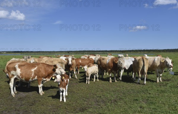 Cattle, on a pasture on the Prerower Strom on the Darß peninsula, Mecklenburg-Western Pomerania, Germany