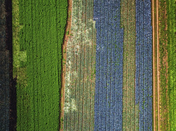 Top down view of red and green cabbage field from a drone, Devon, England, United Kingdom