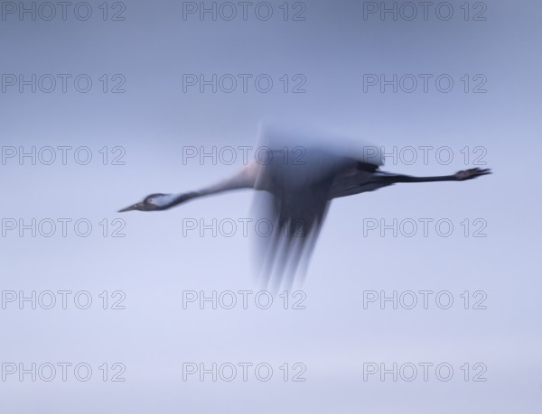 Crane (Grus grus) flying in morning light, motion blur, long exposure, puller, wiping effect, Lower Saxony, Germany