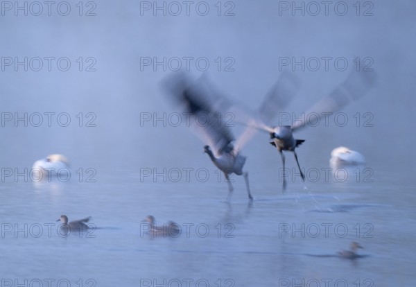 Crane (Grus grus), two cranes flying over a shallow water zone of a lake in morning light, motion blur, long exposure, moving, mopping effect, Lower Saxony, Germany