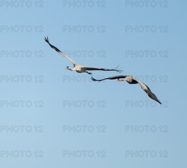 Crane (Grus grus), two cranes in flight, blue sky, Lower Saxony, Germany