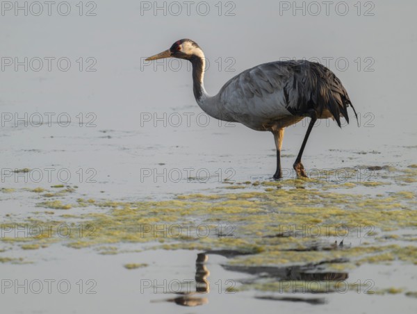 Crane (Grus grus) standing in the shallow water zone of a lake, warm morning light, Lower Saxony, Germany