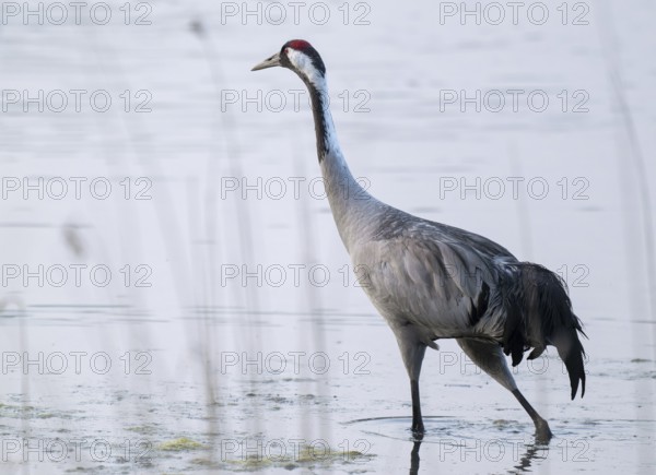 Crane (Grus grus) stands in the shallow water zone of a lake, Lower Saxony, Germany