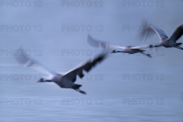 Crane (Grus grus) three cranes flying over a lake in morning light, motion blur, long exposure, moving, mopping effect, Lower Saxony, Germany