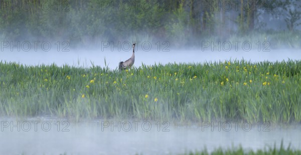 Crane (Grus grus) stands in a wetland, wet meadow with swamp iris (Iris pseudacorus), blooming, morning fog, clouds of fog, Lower Saxony, Germany