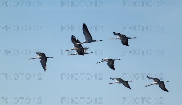 Crane (Grus grus), cranes in flight, blue sky, Lower Saxony, Germany