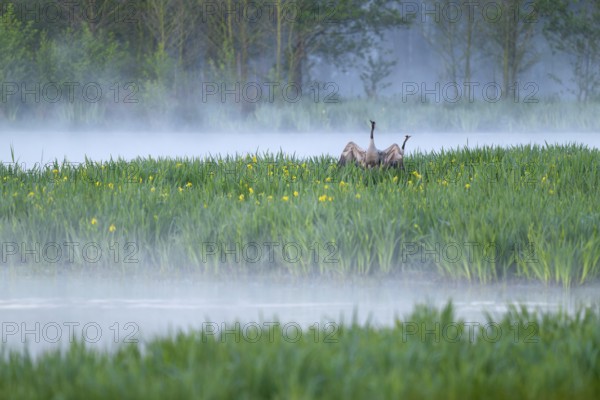 Crane (Grus grus), cranes courting in a wetland, wet meadow with swamp iris (Iris pseudacorus), blooming, morning fog, clouds of fog, Lower Saxony, Germany