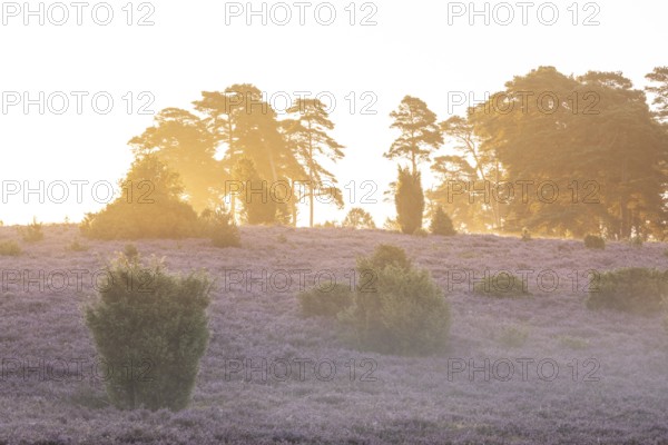 Golden sunbeams over the blooming Lüneburger Heide near Niederhaverbeck