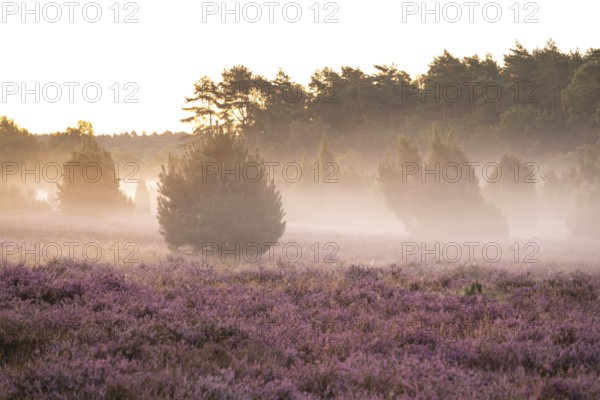 Enchanting morning atmosphere in August with fog in the blooming Lüneburger Heide near Niederhaverbeck