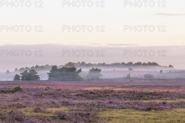 Enchanting fog, morning atmosphere in the blooming Lüneburger Heide near Niederhaverbeck