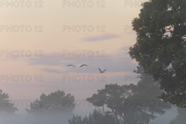 Cranes in morning fog over the blooming Lüneburger Heide near Niederhaverbeck