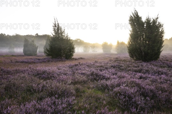 Enchanting morning atmosphere in August with fog in the blooming Lüneburger Heide near Niederhaverbeck. Wacholderheide at sunrise