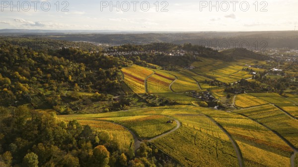 Golden sunset over the glowing autumnal vineyards on the Kappelberg between Fellbach and Stuttgart