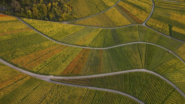 Golden sunset over the glowing autumnal vineyards on the Kappelberg between Fellbach and Stuttgart. Aerial view of the wine trail