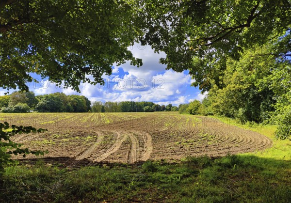 Cultural landscape, Sonnenberg municipality, Oberhavel district, Brandenburg, Germany