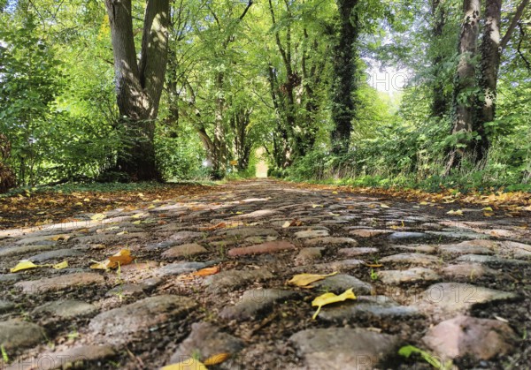 Kastanienallee with cobblestones, Rauschendorf district of the municipality of Sonnenberg, Oberhavel district, Brandenburg, Germany