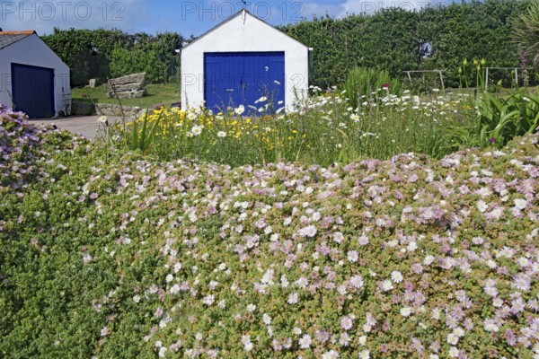 Blooming garden in front of a white building with a blue door, Isles of Scilly, Hugh Town, Cornwall, United Kingdom