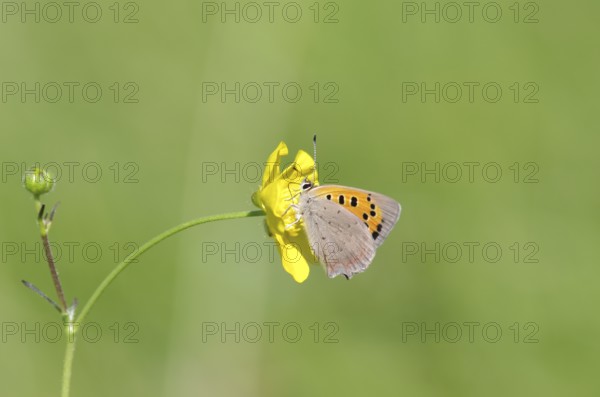 Small moth (Lycaena phlaeas), macro, bulbous buttercup, yellow, colorful, nectar, meadow, The moth sucks nectar from the yellow flower