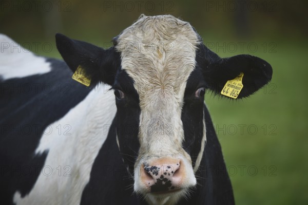 Dairy cow (Bos taurus) on pasture, Schleswig-Holstein, Germany