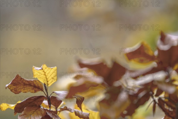 Detailed shot of yellow and brown autumn leaves with soft background, Freudenberg North Rhine-Westphalia