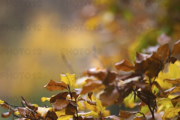 Close-up of autumn leaves in yellow and brown with blurred background, Freudenberg North Rhine-Westphalia