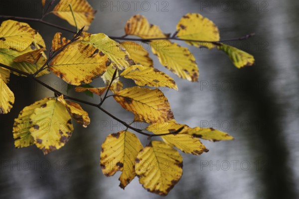 Yellow autumn leaves with clear outlines against a blurred, dark background, Nettetal