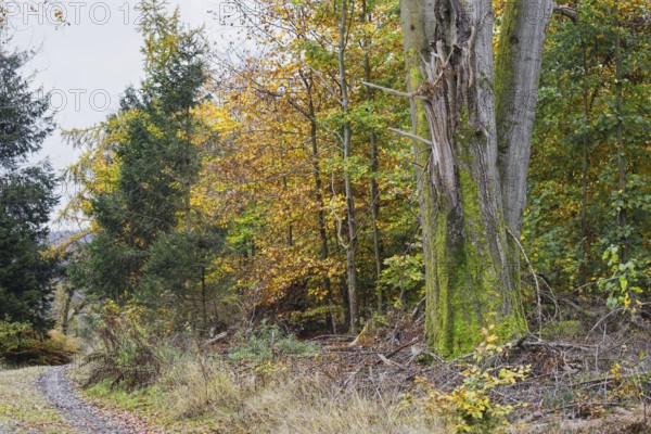Forest scene with old tree, moss and colorful autumn leaves, quiet atmosphere, Freudenberg North Rhine-Westphalia
