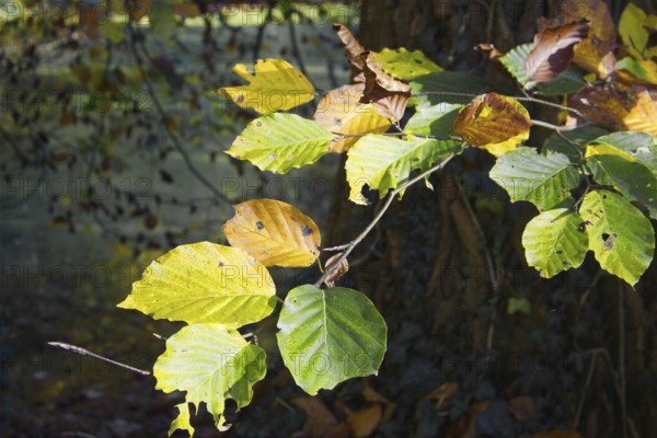 Autumn leaf mix in bright light on a tree with a pond in the background, Nettetal